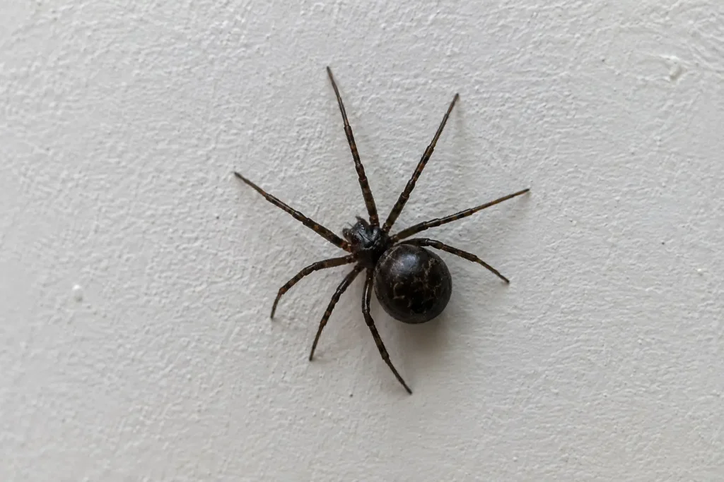 Spiders
