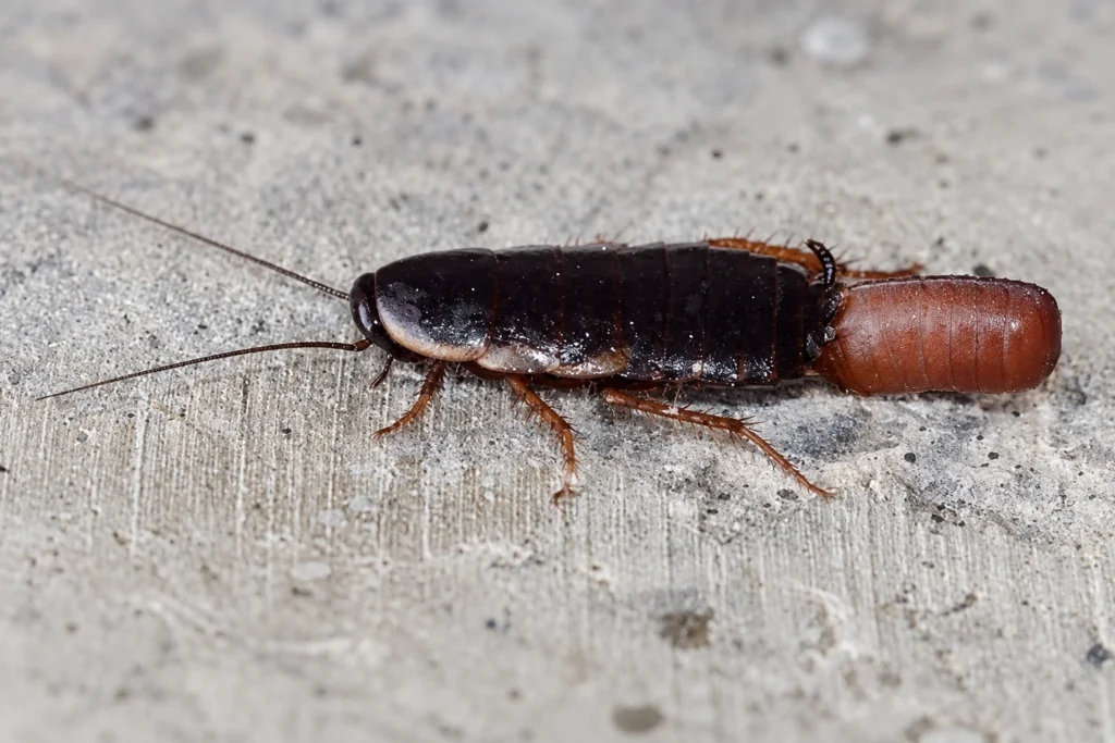 coackroach dropping their egg