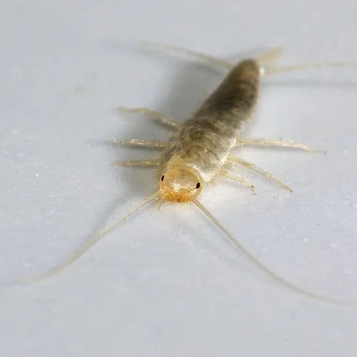 Silverfish pest insect close-up