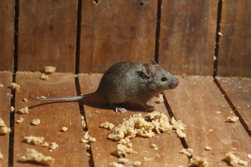 rodent damaging