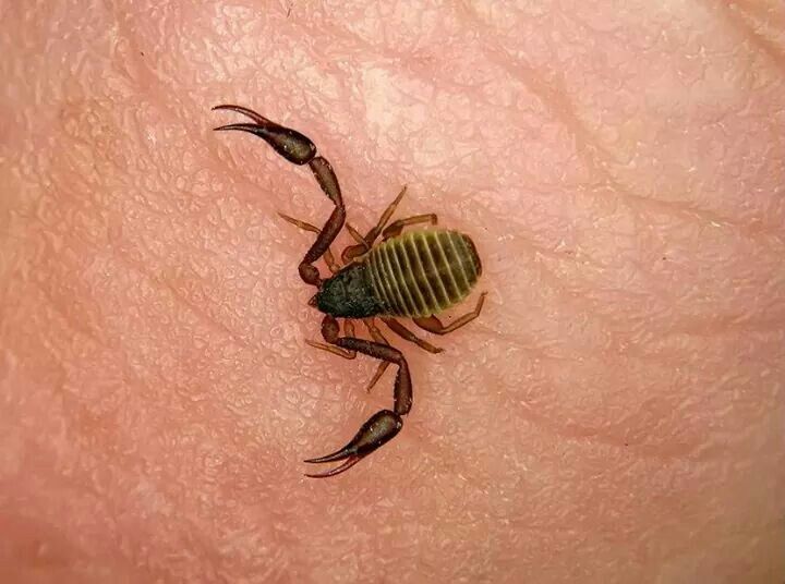Small book scorpion — one of the smallest scorpion species, barely over a centimetre