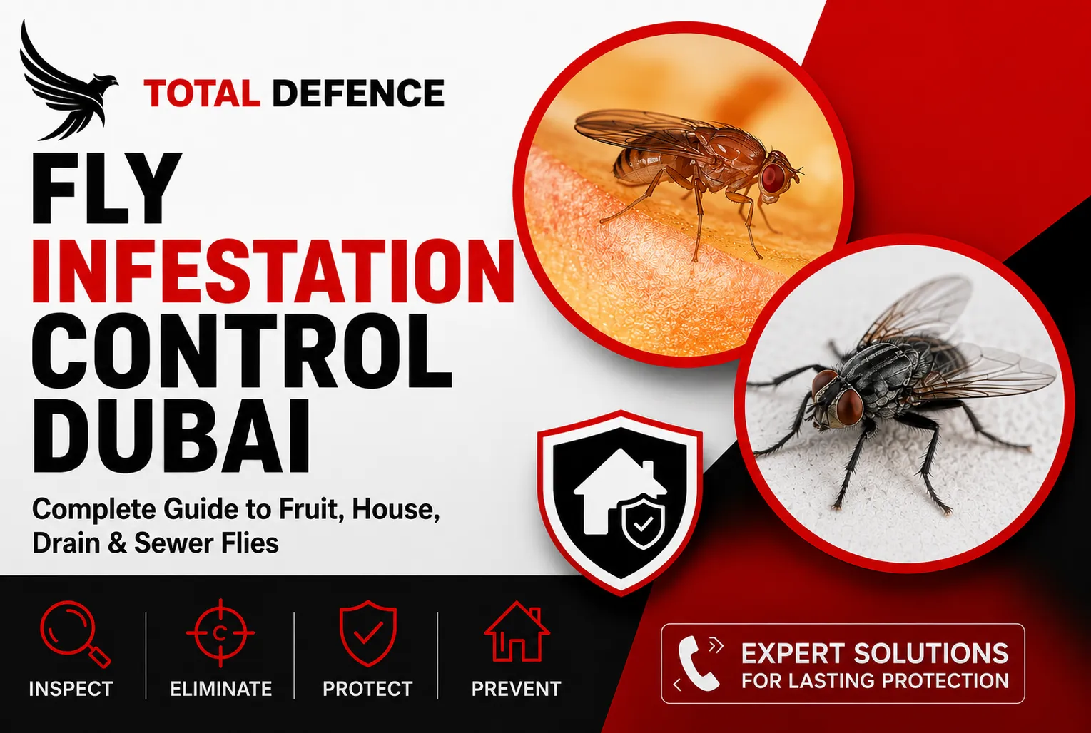 Fly Infestation Control Dubai by Total Defence showing house, fruit, drain and sewer flies with professional pest control solutions for homes and businesses in Dubai.