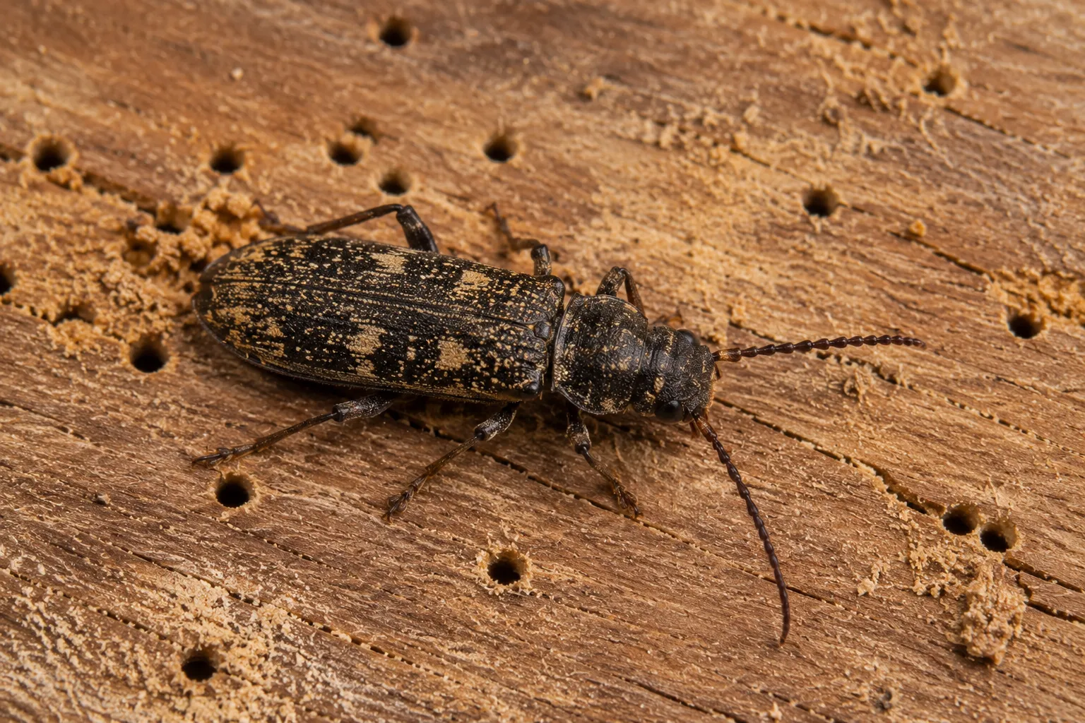 Death watch beetle, a wood borer found in older, damp hardwood