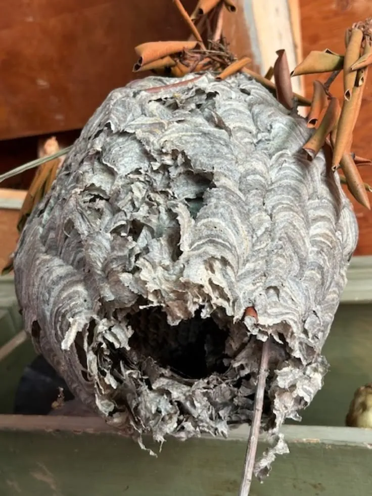 Enclosed papery nest