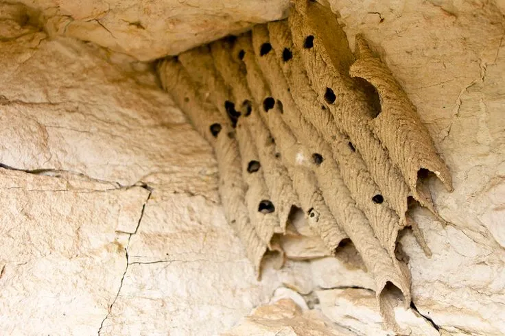 Mud dauber nest