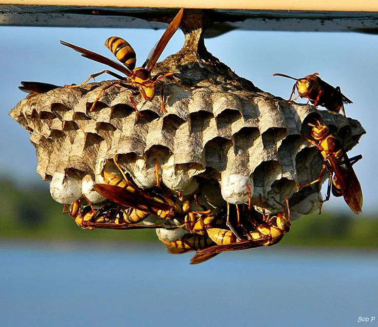 Paper wasp nest