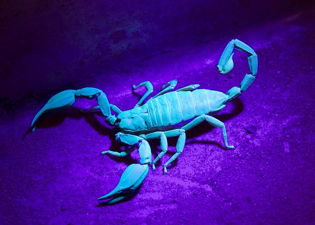 Scorpion glowing bright blue-green under UV ultraviolet black light torch at night