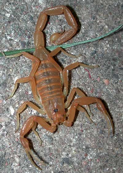 Scorpion found inside a shoe — always shake out footwear in scorpion-prone areas