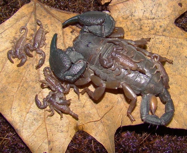 Scorpion species photo — representing prehistoric and ancient scorpion lineage