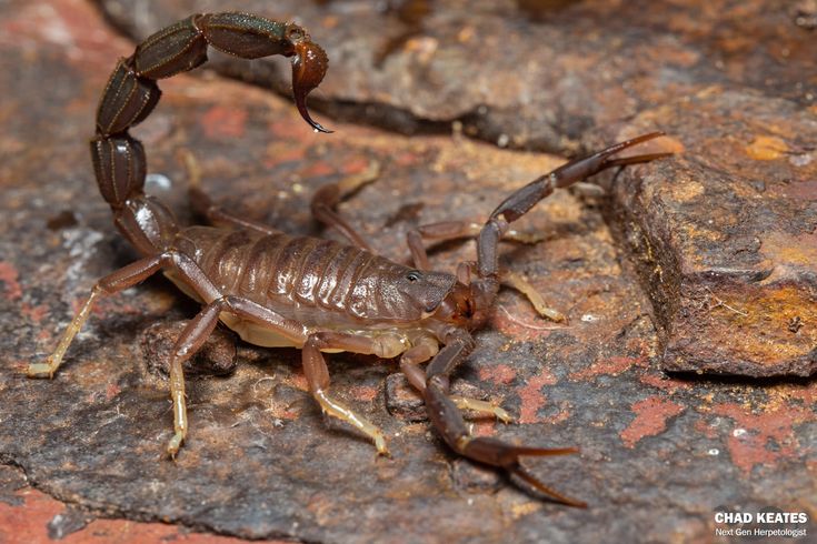 South African rock scorpion — among the largest scorpion species in the world