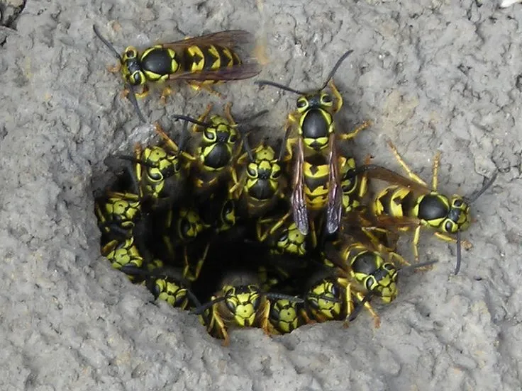 Yellowjacket nest