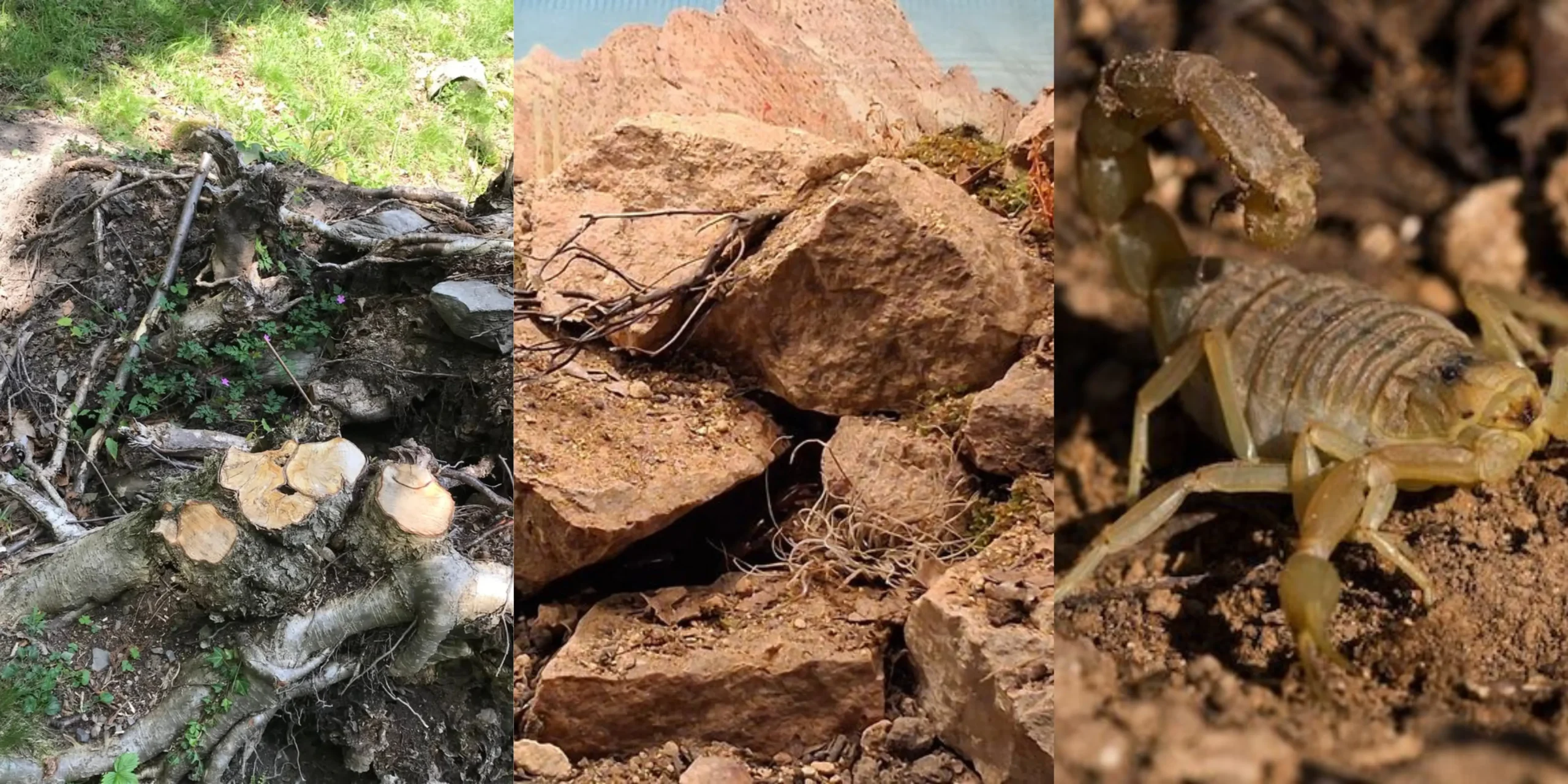 Scorpion habitats montage showing desert, rocky terrain and garden environments