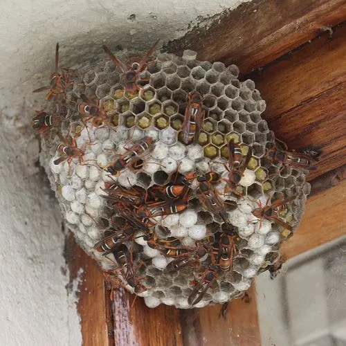 Hornet nest