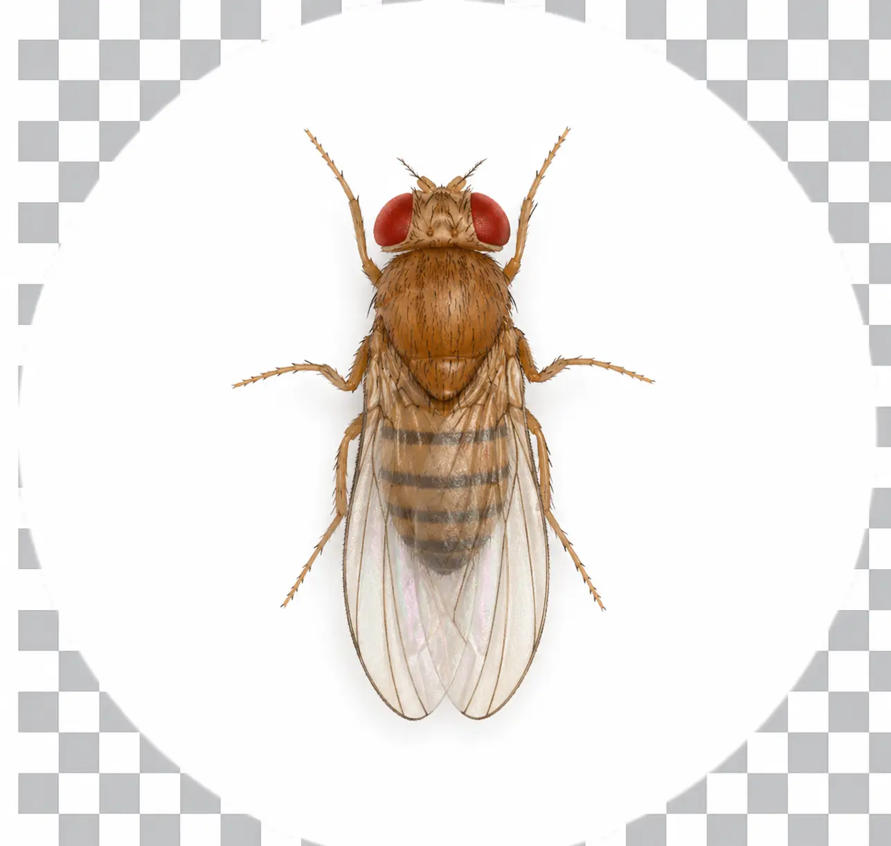 Fruit Fly — tiny brown insect with distinctive red eyes