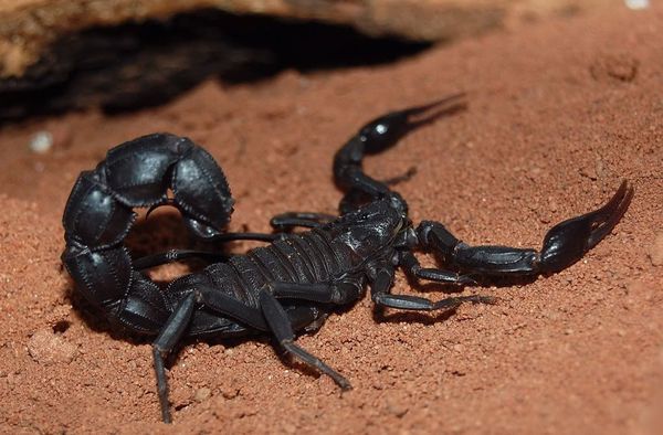 Giant forest scorpion — one of the largest living scorpion species