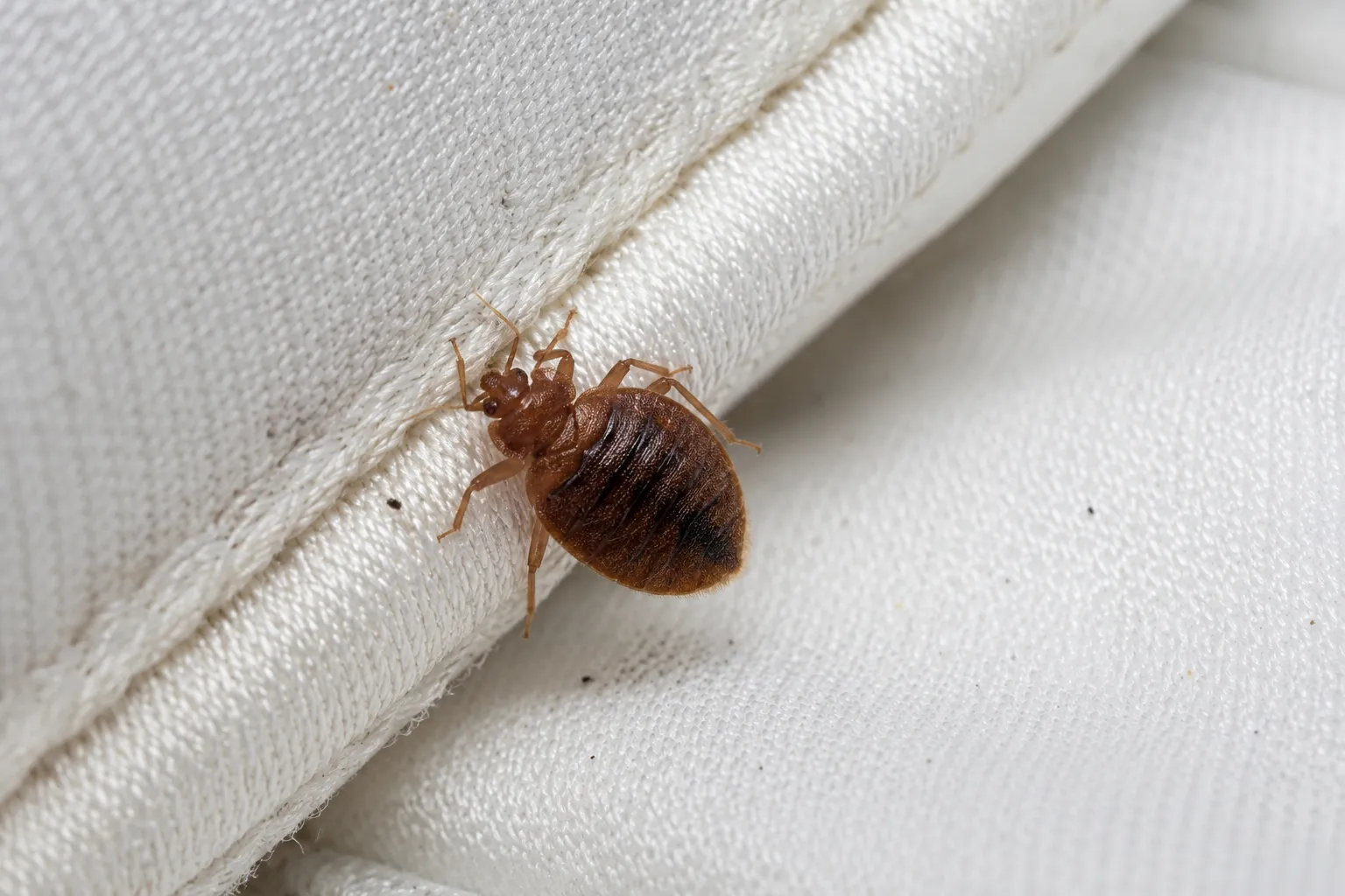 Bed bug on white mattress seam macro close up