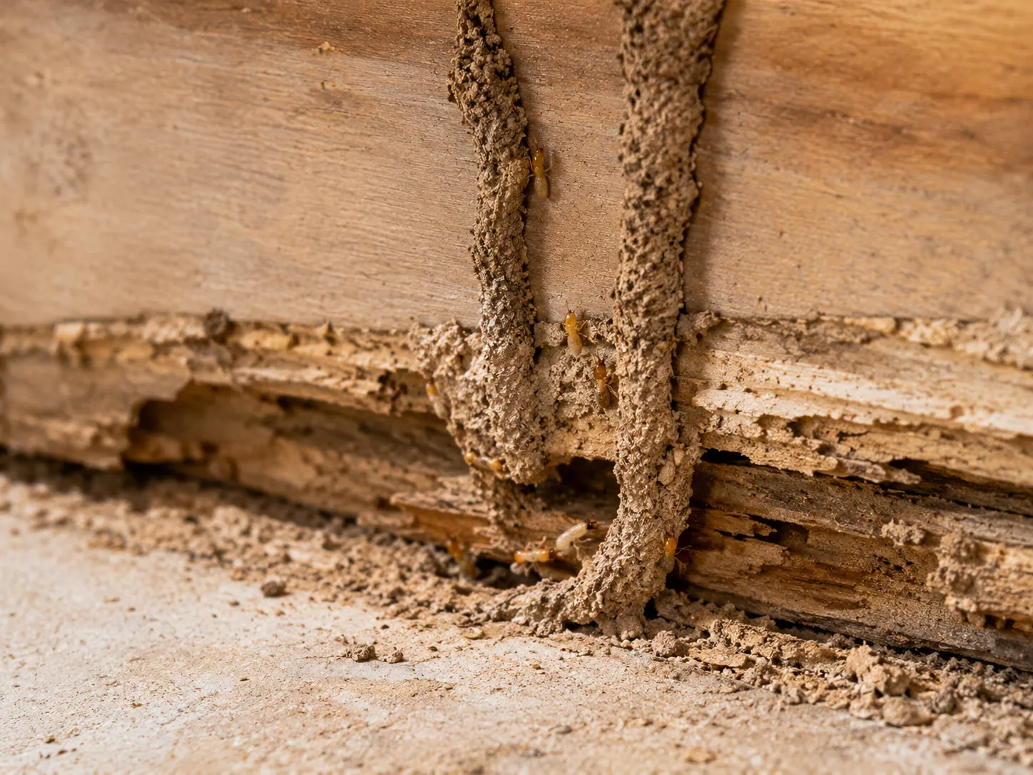 Termite mud tubes on wood termite damage